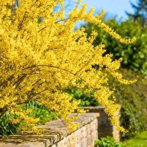 Set of 5 Forsythia Bareroots - Lynwood Gold Shrubs, 5-10 Inches Tall, Outdoor - Image 4