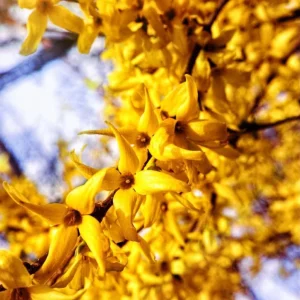 Set of 5 Forsythia Bareroots - Lynwood Gold Shrubs, 5-10 Inches Tall, Outdoor - Image 5