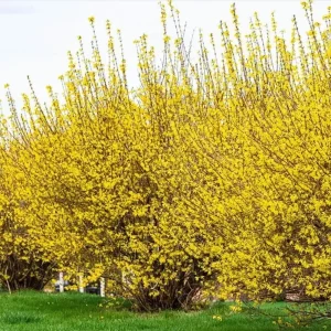 Set of 5 Forsythia Bareroots - Lynwood Gold Shrubs, 5-10 Inches Tall, Outdoor - Image 6