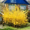 Set of 5 Forsythia Bareroots - Lynwood Gold Shrubs, 5-10 Inches Tall, Outdoor - Image 1