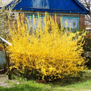 Set of 5 Forsythia Bareroots - Lynwood Gold Shrubs, 5-10 Inches Tall, Outdoor - Image 1