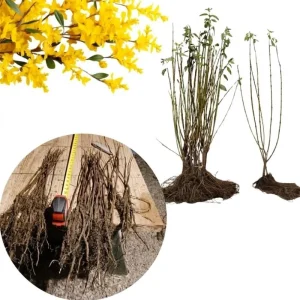 Set of 5 Forsythia Bareroots - Lynwood Gold Shrubs, 5-10 Inches Tall, Outdoor - Image 7