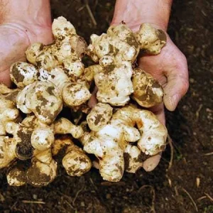 Set of 5 Organic Stampede Jerusalem Artichoke Tubers - Early Maturing Sunchokes - Image 2