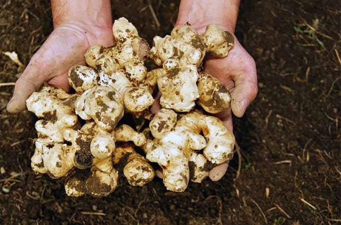 Set of 5 Organic Stampede Jerusalem Artichoke Tubers - Early Maturing Sunchokes - Image 2