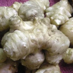 Set of 5 Organic Stampede Jerusalem Artichoke Tubers - Early Maturing Sunchokes - Image 3