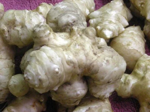 Set of 5 Organic Stampede Jerusalem Artichoke Tubers - Early Maturing Sunchokes - Image 3