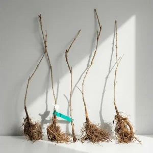 Set of 5 Pawpaw Bare Roots for Planting - Hardy Native Fruit Trees 10-15 Inch Tall, Dormant - Image 2