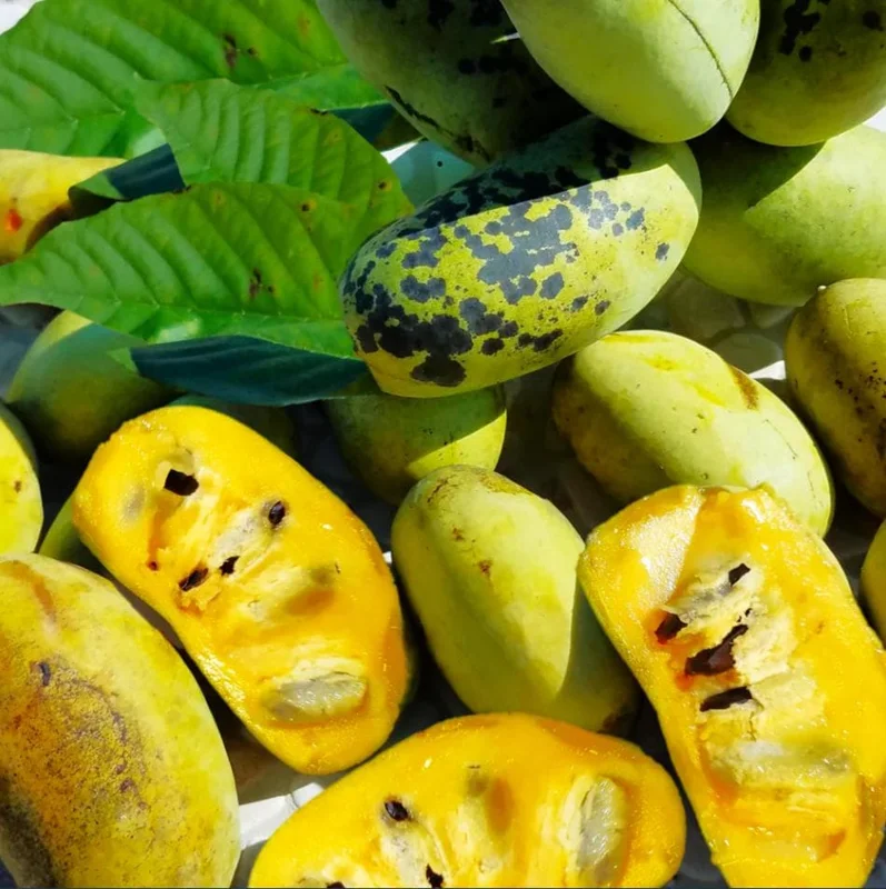 Set of 5 Pawpaw Bare Roots for Planting - Hardy Native Fruit Trees 10-15 Inch Tall, Dormant - Image 3