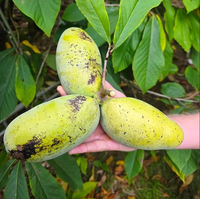 Set of 5 Pawpaw Bare Roots for Planting - Hardy Native Fruit Trees 10-15 Inch Tall, Dormant - Image 5