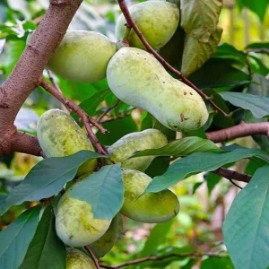 Set of 5 Pawpaw Bare Roots for Planting - Hardy Native Fruit Trees 10-15 Inch Tall, Dormant - Image 6