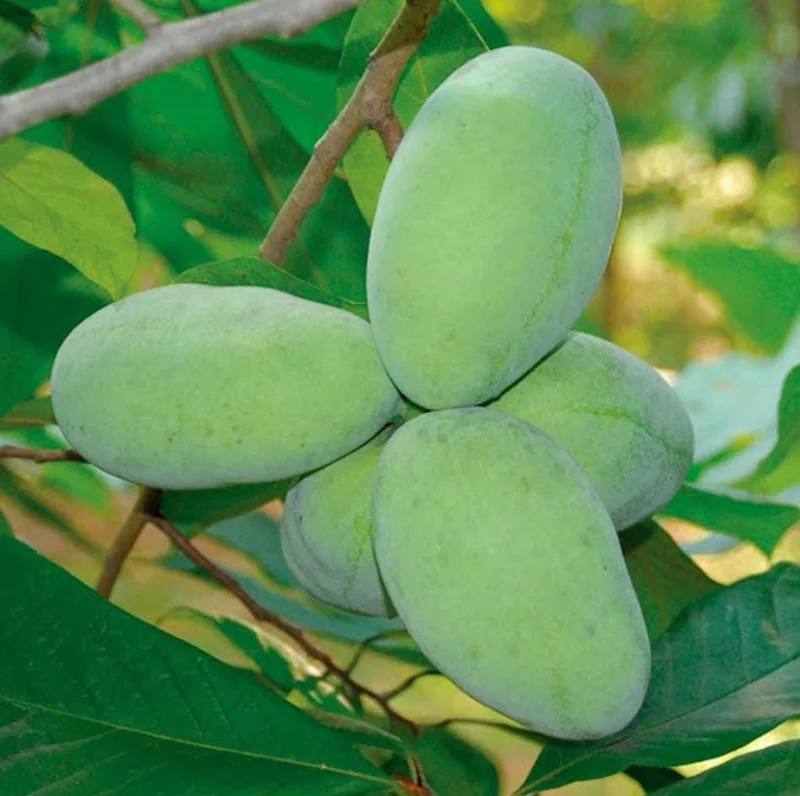 Set of 5 Pawpaw Bare Roots for Planting - Hardy Native Fruit Trees 10-15 Inch Tall, Dormant - Image 7