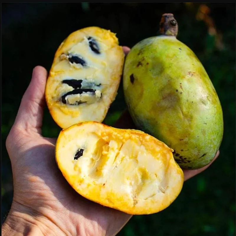 Set of 5 Pawpaw Bare Roots for Planting - Hardy Native Fruit Trees 10-15 Inch Tall, Dormant - Image 8