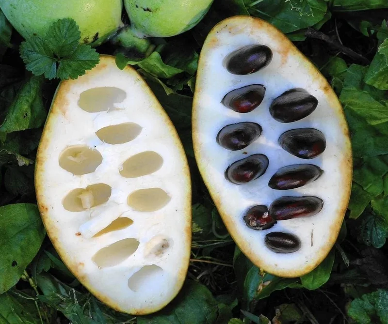 Set of 5 Pawpaw Bare Roots for Planting - Hardy Native Fruit Trees 10-15 Inch Tall, Dormant - Image 9