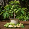 Set of 5 Pawpaw Bare Roots for Planting - Hardy Native Fruit Trees 10-15 Inch Tall, Dormant - Image 1