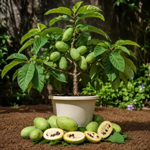 Set of 5 Pawpaw Bare Roots for Planting - Hardy Native Fruit Trees 10-15 Inch Tall, Dormant - Image 1
