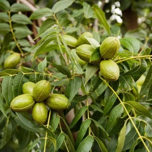 Set of 5 Pecan Bareroots for Planting - Live Hardy Nut Bearing Trees, 10-15 Inch Tall - Image 10
