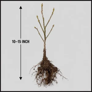 Set of 5 Pecan Bareroots for Planting - Live Hardy Nut Bearing Trees, 10-15 Inch Tall - Image 2