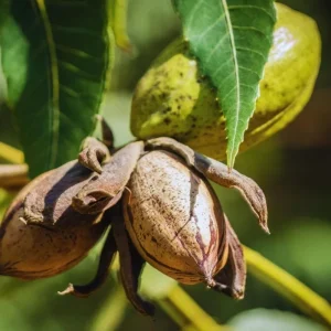 Set of 5 Pecan Bareroots for Planting - Live Hardy Nut Bearing Trees, 10-15 Inch Tall - Image 3