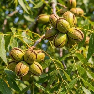 Set of 5 Pecan Bareroots for Planting - Live Hardy Nut Bearing Trees, 10-15 Inch Tall - Image 4