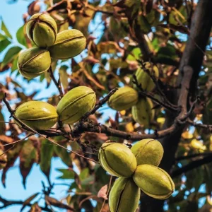 Set of 5 Pecan Bareroots for Planting - Live Hardy Nut Bearing Trees, 10-15 Inch Tall - Image 6