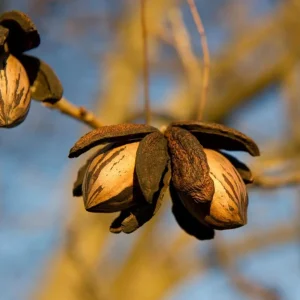 Set of 5 Pecan Bareroots for Planting - Live Hardy Nut Bearing Trees, 10-15 Inch Tall - Image 7