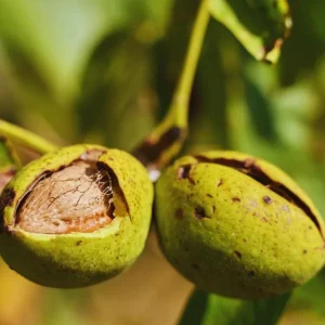 Set of 5 Pecan Bareroots for Planting - Live Hardy Nut Bearing Trees, 10-15 Inch Tall - Image 8