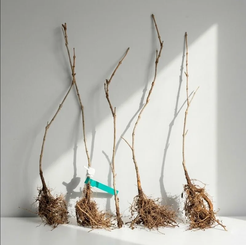 Set of 5 Trumpet Creeper Hummingbird Vine Bare Roots, 4-6 Inch Tall, Fast Growing Flowering Outdoor Plant - Image 2