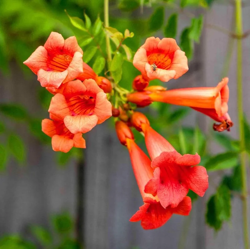 Set of 5 Trumpet Creeper Hummingbird Vine Bare Roots, 4-6 Inch Tall, Fast Growing Flowering Outdoor Plant - Image 4