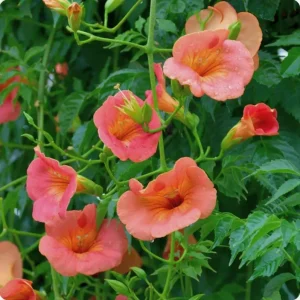 Set of 5 Trumpet Creeper Hummingbird Vine Bare Roots, 4-6 Inch Tall, Fast Growing Flowering Outdoor Plant - Image 5