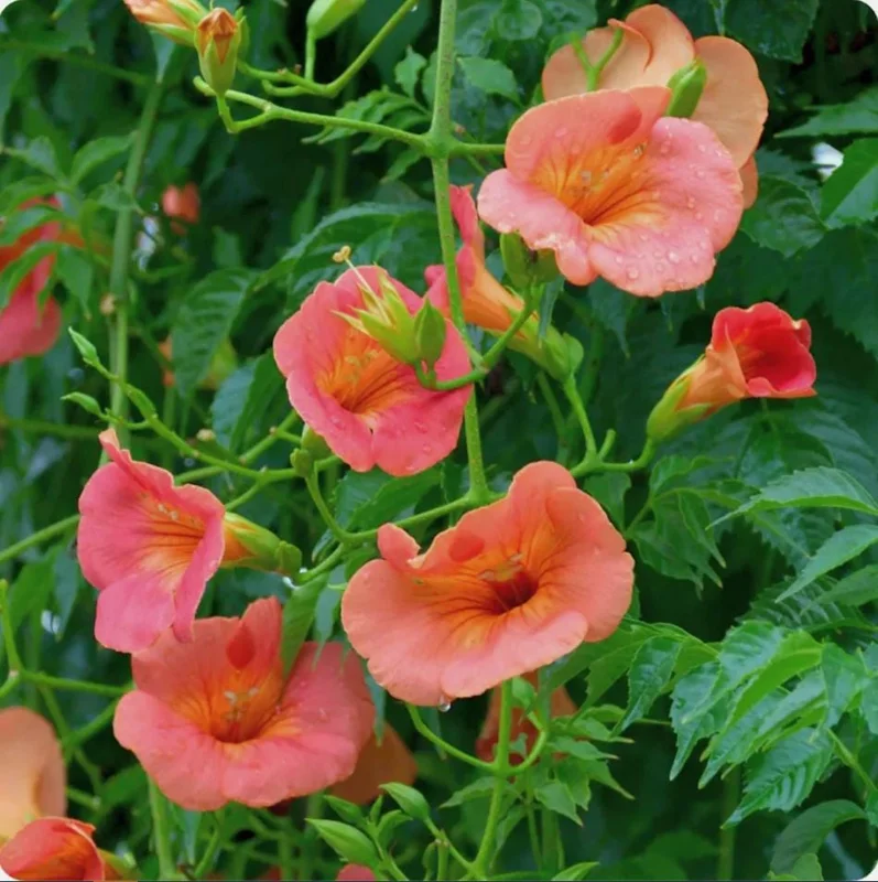 Set of 5 Trumpet Creeper Hummingbird Vine Bare Roots, 4-6 Inch Tall, Fast Growing Flowering Outdoor Plant - Image 5