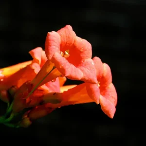 Set of 5 Trumpet Creeper Hummingbird Vine Bare Roots, 4-6 Inch Tall, Fast Growing Flowering Outdoor Plant - Image 6