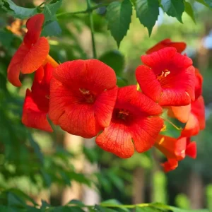 Set of 5 Trumpet Creeper Hummingbird Vine Bare Roots, 4-6 Inch Tall, Fast Growing Flowering Outdoor Plant - Image 8