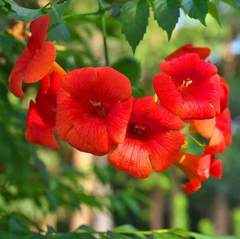 Set of 5 Trumpet Creeper Hummingbird Vine Bare Roots, 4-6 Inch Tall, Fast Growing Flowering Outdoor Plant - Image 8