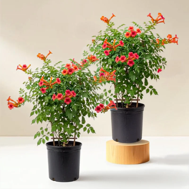 Set of 5 Trumpet Creeper Hummingbird Vine Bare Roots, 4-6 Inch Tall, Fast Growing Flowering Outdoor Plant - Image 1