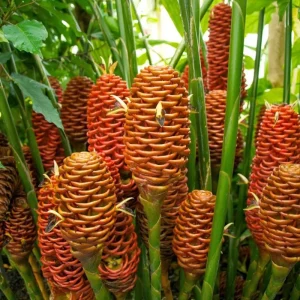 Shampoo Ginger Live Plant 4-8 Inch – Tropical Zingiber Zerumbet - Image 4