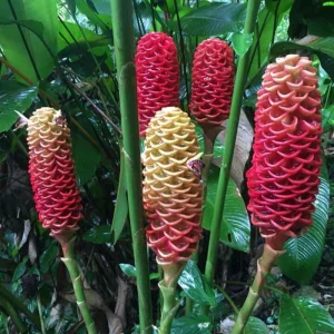 Shampoo Ginger Live Plant 4-8 Inch – Tropical Zingiber Zerumbet - Image 5