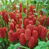 Shampoo Ginger Live Plant 4-8 Inch – Tropical Zingiber Zerumbet - Image 1