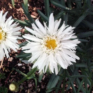 Shasta Daisy 'AGLAIA' Live Plant - Perennial Flower for Gardens - Image 2