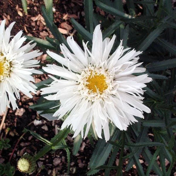 Shasta Daisy 'AGLAIA' Live Plant - Perennial Flower for Gardens - Image 2