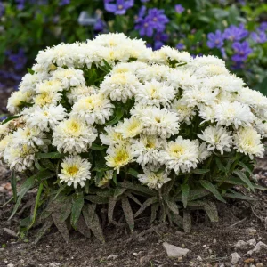 Shasta Daisy 'Ice Cream Dream' Live Plant – Perennial Flower – Outdoor - Image 2