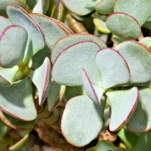 Silver Dollar Crassula Arborescens Live Plant Cuttings – 3 Pack, 2-4