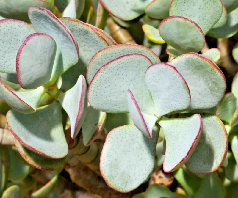 Silver Dollar Crassula Arborescens Live Plant Cuttings – 3 Pack, 2-4" Unrooted Succulent - Image 2