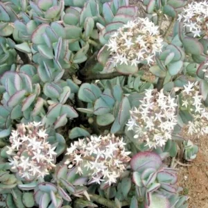 Silver Dollar Crassula Arborescens Live Plant Cuttings – 3 Pack, 2-4