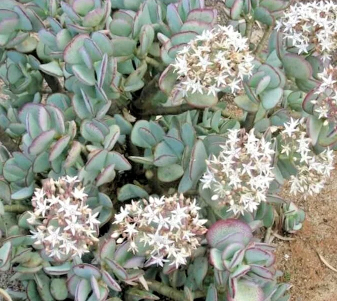 Silver Dollar Crassula Arborescens Live Plant Cuttings – 3 Pack, 2-4" Unrooted Succulent - Image 3