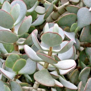Silver Dollar Crassula Arborescens Live Plant Cuttings – 3 Pack, 2-4