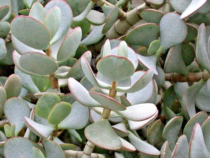 Silver Dollar Crassula Arborescens Live Plant Cuttings – 3 Pack, 2-4" Unrooted Succulent - Image 1