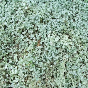 Silver Ponyfoot Dichondra Live Plant – 1 Gallon Pot – Outdoor Groundcover - Image 2