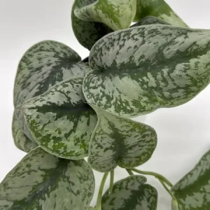 Silver Pothos Live Plant - Scindapsus Exotica - 4 Inch Pot - Indoor - Image 1
