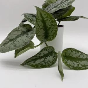 Silver Pothos Live Plant – Scindapsus Pictus – 4 inch Pot – Indoor - Image 2
