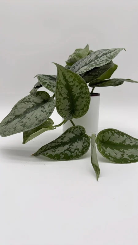 Silver Pothos Live Plant – Scindapsus Pictus – 4 inch Pot – Indoor - Image 2